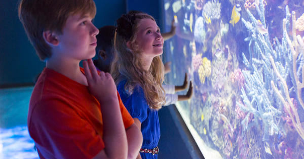 Discover the underwater wonders with your family at the Shreveport Aquarium.