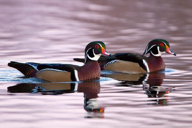 Marvel at the natural beauty of the Red River National Wildlife Refuge.